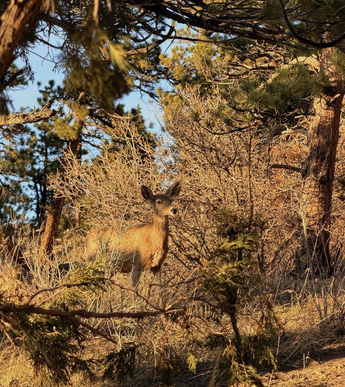 Colorado - 1